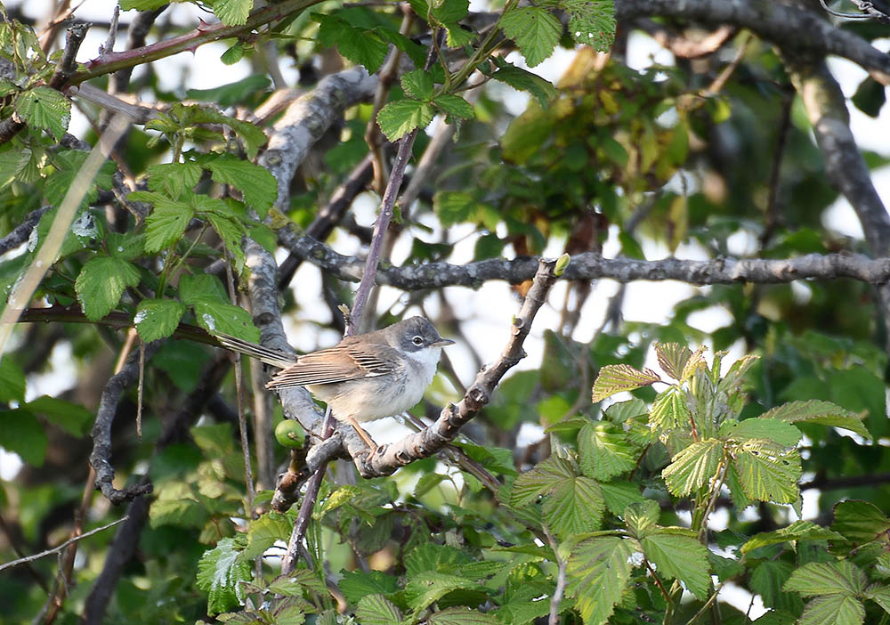 il Birdwatching al tempo del Covid 19